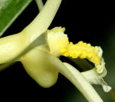Dendrobium moiorum: Dendrobium moiorum Saputra, Schuit., Wanma & Naive, flower detail, column and lip, lateral view, cult. and photo Reza Saputra, from Indonesia, Papua Barat Prov., Sorong town, SE margin
