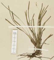 Dendrobium cadetioides: Dendrobium cadetioides Schltr., detail of isotype specimen: Schlechter 19505 (L)