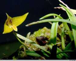 Bulbophyllum gramineum: Bulbophyllum gramineum Ridl., flower, front view, photo E.F. de Vogel, Leiden cult. 20031543 (Harris), from Papua New Guinea, Gulf Prov.