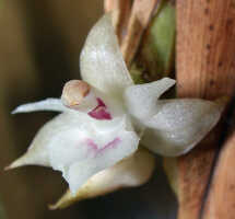 Agrostophyllum mucronatum: Agrostophyllum mucronatum J.J.Sm., flower, oblique lateral view, photo Ed de Vogel, Shearman cult. 20090115 (de Vogel), from Papua New Guinea, Madang Prov.