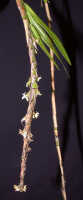 Agrostophyllum mucronatum: Agrostophyllum mucronatum J.J.Sm., plant habit, photo Ed de Vogel, Leiden cult. 20030757 (de Vogel & Vogel)), from Papua New Guinea, Morobe Prov.