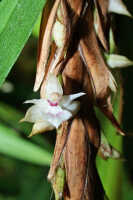 Agrostophyllum mucronatum: Agrostophyllum mucronatum J.J.Sm., partial inflorescence, photo Ed de Vogel, Shearman cult. 20090115 (de Vogel), from Papua New Guinea, Madang Prov.