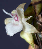 Agrostophyllum mucronatum: Agrostophyllum mucronatum J.J.Sm., oblique front view, photo Ed de Vogel, Leiden cult. 20030757 (de Vogel & Vogel)), from Papua New Guinea, Morobe Prov.