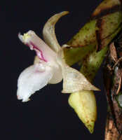 Agrostophyllum mucronatum: Agrostophyllum mucronatum J.J.Sm., plant habit, photo Ed de Vogel, Leiden cult. 20030757 (de Vogel & Vogel)), from Papua New Guinea, Morobe Prov.