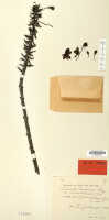 Calanthe triplicata: Calanthe engleriana Kraenzl. var. brevicalcarata J.J.Sm., herbarium sheet, Gjellerup 554, isotype specimen (L)