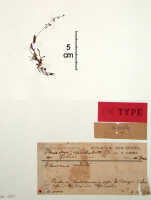 Phreatia spathulata: Phreatia spathulata J.J.Sm., herbarium sheet, Gibbs 6004 (isotype specimen BO)
