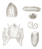 Crepidium retusum var. brevis: overview picture