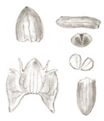 Crepidium retusum var. brevis