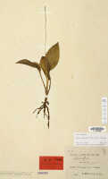 Crepidium xanthochilum: Crepidium xanthochilum (Schltr.) Szlach. (as Microstylis sordida J.J.Sm.), herbarium sheet, Versteeg 1399 (isotype specimen L)