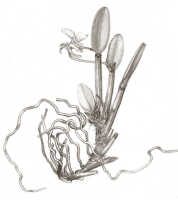 Dendrobium macrolobum: Dendrobium macrolobum J.J.Sm.(as Cadetia macroloba (J.J.Sm.) Schltr.), drawing J.J. Smith, based on de Kock VI