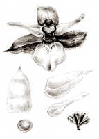 Agrostophyllum mucronatum: Agrostophyllum mucronatum J.J.Sm., drawing J.J. Smith, from Branderhorst 1