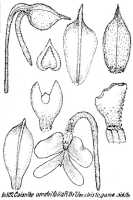 Calanthe triplicata: Calanthe veratrifolia (Willd.) R.Br. var. cleistogama Schltr., from Repert. Spec. Nov. Regni Veg. Beih. 21 (1923) t. 134, fig. 502