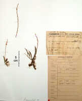 Taeniophyllum clavicalcaratum: Taeniophyllum clavicalcaratum (J.J.Sm.) Kocyan & Schuit. (as Microtatorchis clavicalcarata J.J.Sm.), herbarium sheet, Feuilletau de Bruyn 89 (holotype specimen BO)