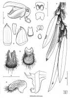 Bulbophyllum fibristectum: Bulbophyllum fibristectum J.J.Verm., Nordic J. Bot. 26 (2008) 156, fig. 16, J.J. Vermeulen, drawing, plant habit and flower analysis, based on Jongejan cult. 3081 (holo L), from PNG, Lufa area