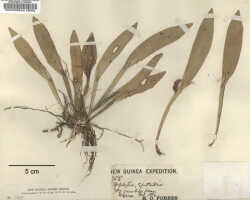 Dendrobium triquetrum: Dendrobium triquetrum Ridl. , type specimen: Forbes 755 (holo BM)