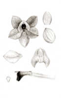Crepidium latipetalum: Crepidium latilabre (Schltr.) M.A.Clem. & D.L.Jones (as Microstylis latipetala J.J.Sm.), floral analysis, drawing J.J. Smith, based on Bogor cult. (Exp. Lorentz, Djibdja 383) s.n.