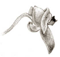 Crepidium tubulosum: Crepidium tubulosum (J.J.Sm.) Szlach. (as Microstylis tubulosa J.J.Sm.), flower, drawing J.J. Smith, based on Djibdja s.n. (Mt. Sinagoi)