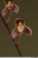 Bulbophyllum orbiculare: Bulbophyllum orbiculare J.J.Sm., flower, front view, photo A. Schuiteman, Leiden cult. s.n.