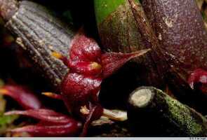 Bulbophyllum codonanthum: Bulbophyllum codonanthum Schltr., flower, oblique lateral view, photo E.F. de Vogel, Leiden cult. 20032036