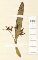 Dendrobium tuberculatum: Dendrobium tuberculatum J.J.Sm., detail of probable isotype specimen: Bogor cult. s.n. (L)