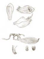 Bulbophyllum coiloglossum: Bulbophyllum coiloglossum Schltr., as Pedilochilus coiloglossum (Schltr.) Schltr., floral analysis, drawing J.J. Smith, from Janowsky 85