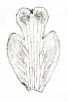Dendrobium subradiatum: Dendrobium subradiatum J.J.Sm., drawing J.J. Smith, based on Gjellerup 1109