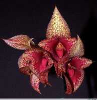Bulbophyllum macrobulbum: Bulbophyllum macrobulbum J.J.Sm., inflorescence, photo E.F. de Vogel, Leiden cult. 32052