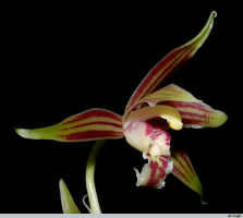 Cymbidium ensifolium subsp. haematodes: Cymbidium ensifolium (L.) Sw. subsp. haematodes (Lindl.) Du Puy & P.J.Cribb ex Govaerts, photo E.F. de Vogel, from Leiden cult. 20030661