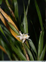 Agrostophyllum montanum: Agrostophyllum montanum Schltr.,  flowering stem, photo Ed de Vogel, Leiden cult. 20030366 from Papua New Guinea, Central Prov.photo E.F. de Vogel