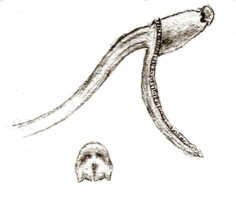 Dendrobium janowskyi: Dendrobium janowskyi J.J.Sm., drawing J.J. Smith, based on Janowsky 73
