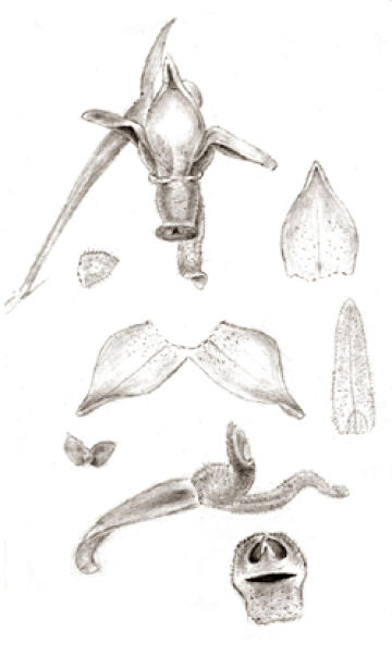 Octarrhena reflexa