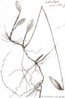 Bulbophyllum muricatum: Bulbophyllum muricatum J.J.Sm., habit, drawing Natadipoera, from Pulle 2446