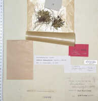 Dendrobium chamaephytum: Cadetia chamaephytum (Schltr.) Schltr., type specimen: Versteeg 1660 (iso L)