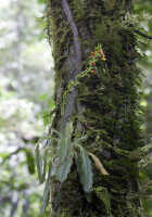 Crepidium epiphyticum: Crepidium epiphyticum (Schltr.) Szlach., plant in situ, photo André Schuiteman, from Arfak Mts., Schuiteman 2014-86