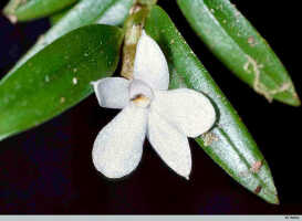 Glomera uniflora: Glomera uniflora J.J.Sm. cf., flower, photo W. Harris, based on Harris 1857
