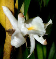 Agrostophyllum montanum: Agrostophyllum montanum Schltr., lateral view, photo Ed de Vogel, Leiden cult. 20030366 from Papua New Guinea, Central Prov.