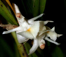 Agrostophyllum montanum: Agrostophyllum montanum Schltr., flower, front view, photo Ed de Vogel, Leiden cult. 20030366 from Papua New Guinea, Central Prov.