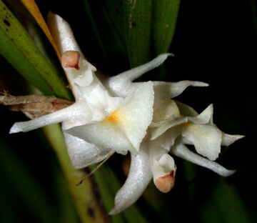Agrostophyllum montanum