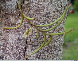 Schoenorchis micrantha: Schoenorchis micrantha Reinw. ex Blume, plant habit in situ, on tree trunk, photo E.F. de Vogel, from PNG, West New Britain Prov.