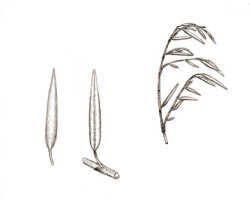 Glomera latilinguis: Glomera latilinguis J.J.Sm., drawing Natadipoera, from von Römer 1300