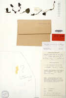Corybas simbuensis: Corybas simbuensis P.Royen, herbarium sheet, Millar NGF 23171a, isotype specimen (L)