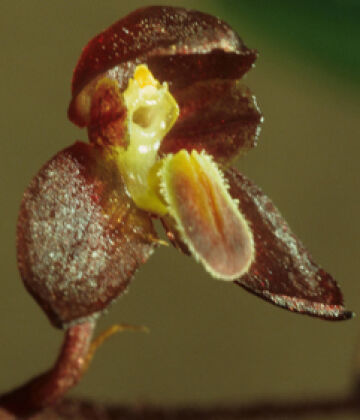 Bulbophyllum orbiculare