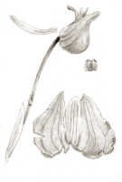 Mediocalcar versteegii: Mediocalcar versteegii J.J.Sm. subsp. versteegii (as Mediocalcar doctersii J.J.Sm., flower, sepals, petal and anther, drawing J.J. Smith, based on Docters van Leeuwen 10616