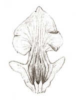 Eria peraffinis: Eria peraffinis J.J.Sm., drawing J.J. Smith, from Gjellerup 737