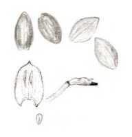 Crepidium moluccanum: Crepidium moluccanum (J.J.Sm.) XXX (as Microstylis zippelii J.J.Sm.), floral analysis, drawing J.J. Smith, based on Stein 484