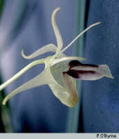 Dendrobium obyrnei: Dendrobium obyrnei, flower, photo P. O'Byrne, based on O'Byrne D1070 (type)