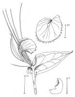 Corybas longipetalus: Corybas longipetalus (Ridl.) Schltr., draughtsperson not known, possibly Pieter van Royen, in Phanerog. Monogr. 16 (1983) 59, fig. 12