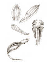 Dendrobium melanotrichum: Dendrobium melanotrichum Schltr., as Dendrobium striatiflorum J.J.Sm., drawing J.J. Smith, based on Gjellerup 662