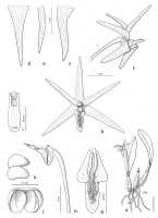 Dendrobium quadricarinatum: Dendrobium quadricarinatum de Vogel. drawing Eline Hoogendijk in De Vogel, van Vugt & Hoogendijk, Malesian Orchid Journal 22 (2018) 110, fig 29