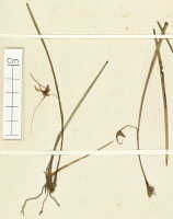 Dendrobium scotiiforme: Dendrobium scotiiforme J.J.Sm. var. tenuifolium J.J.Sm. , detail of holotype specimen: Bogor cult. (Branderhorst) 284 (L)